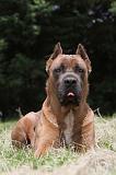 CANE CORSO 071